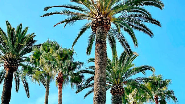 Cannes Yachting Festival